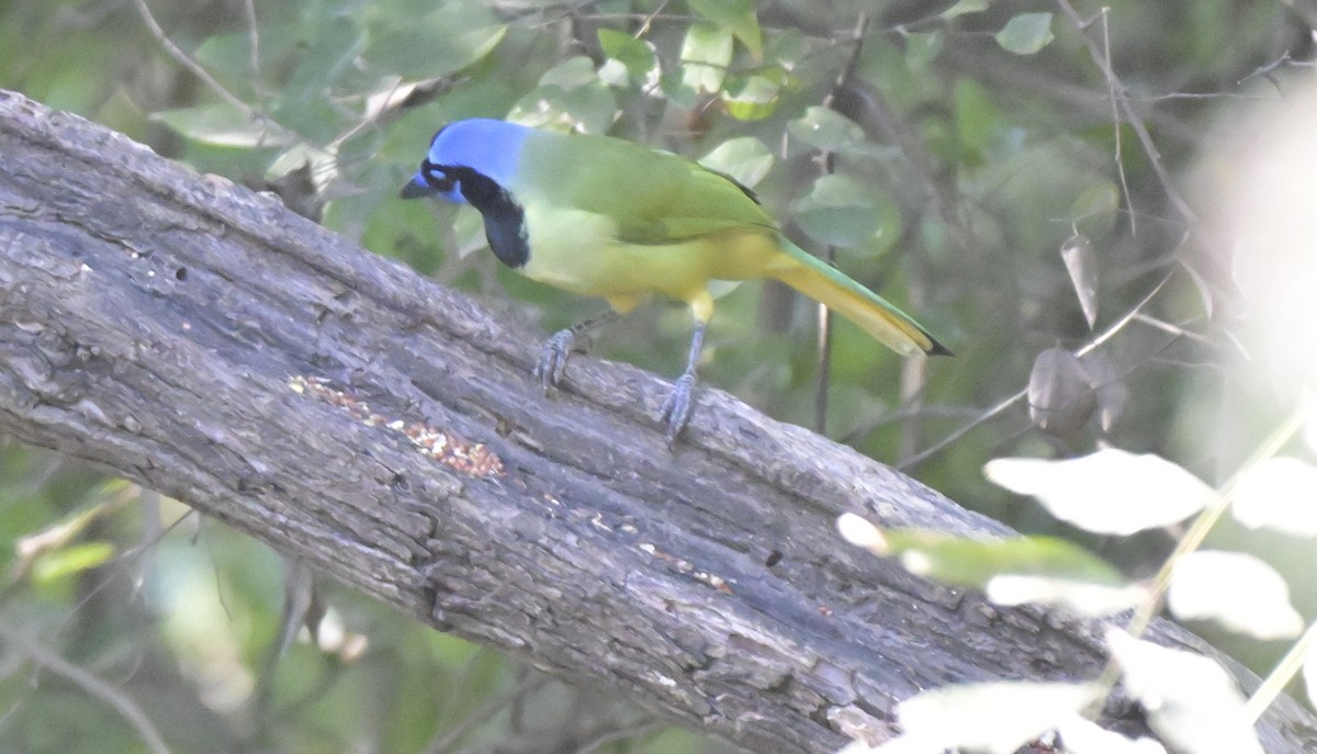 Geai vert - ML644835871