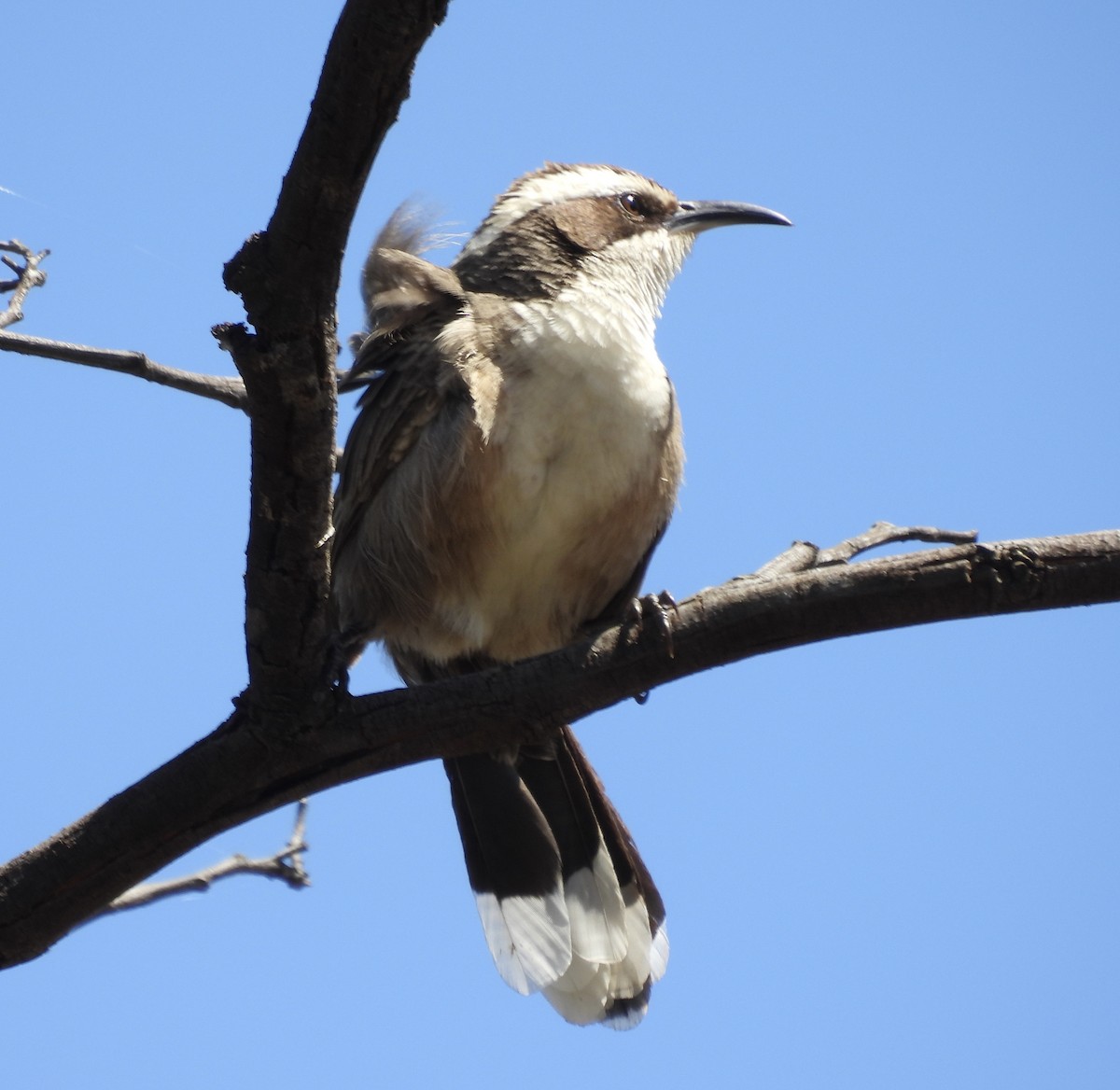 マミジロオーストラリアマルハシ - ML644835872