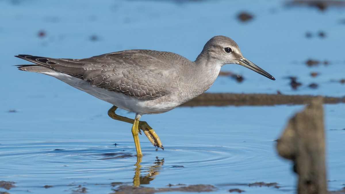 Gri Sırtlı Düdükçün - ML644835875