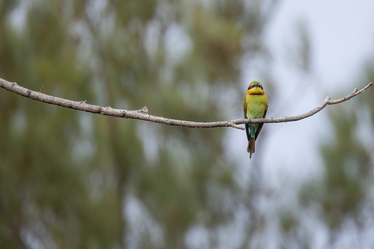 ハチクイ - ML644835876