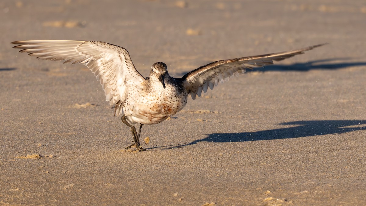 Исландский песочник - ML644835878