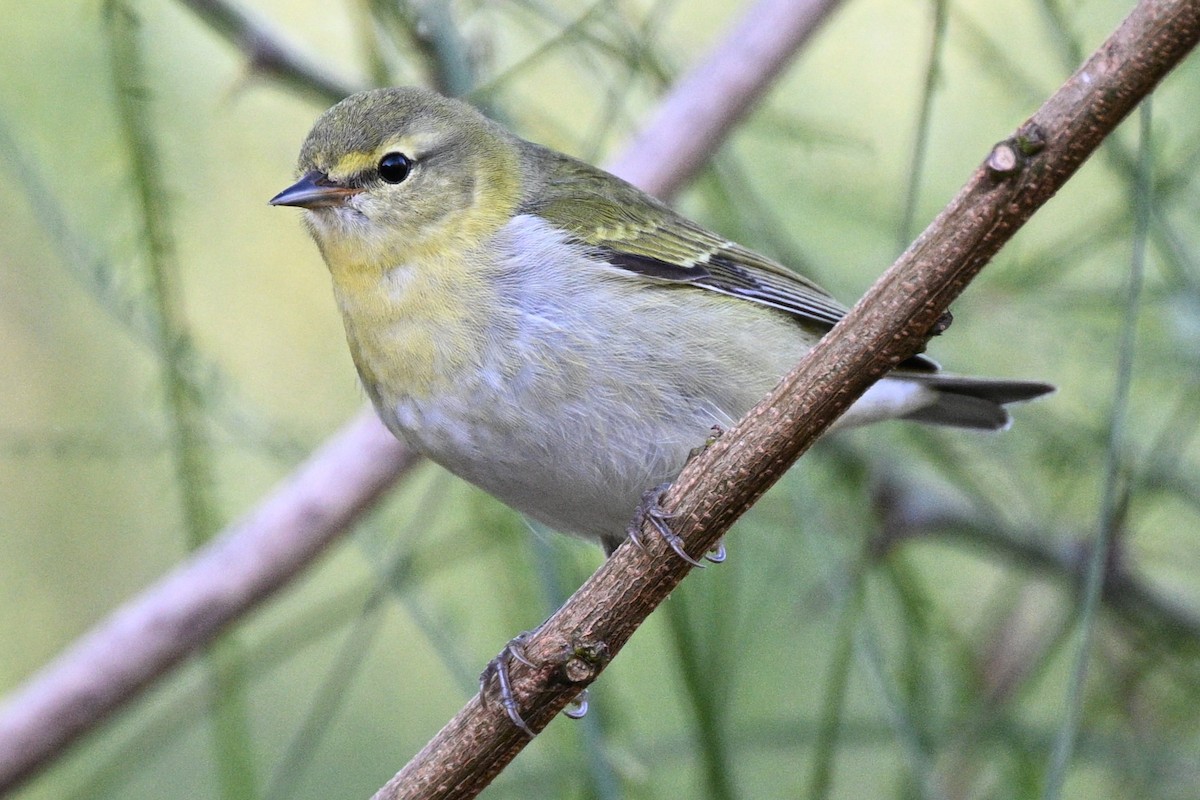 マミジロアメリカムシクイ - ML644835879