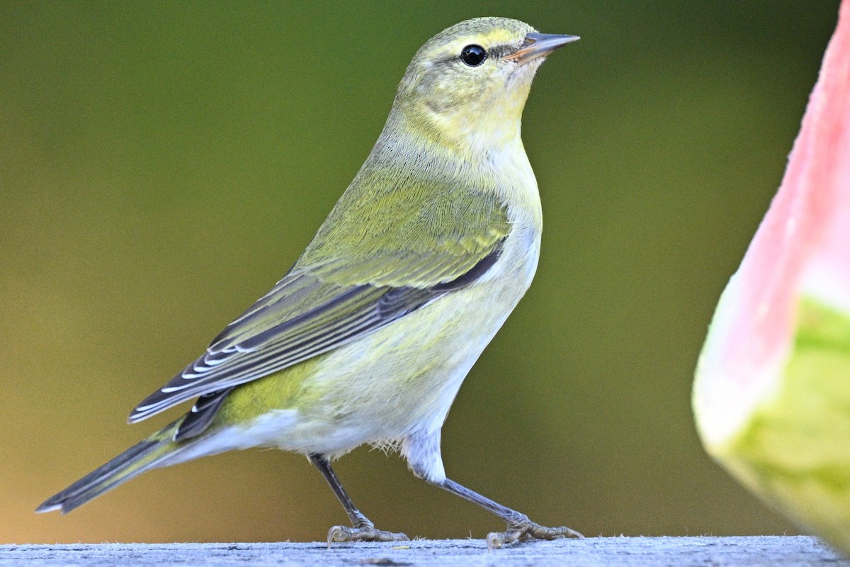 マミジロアメリカムシクイ - ML644835880