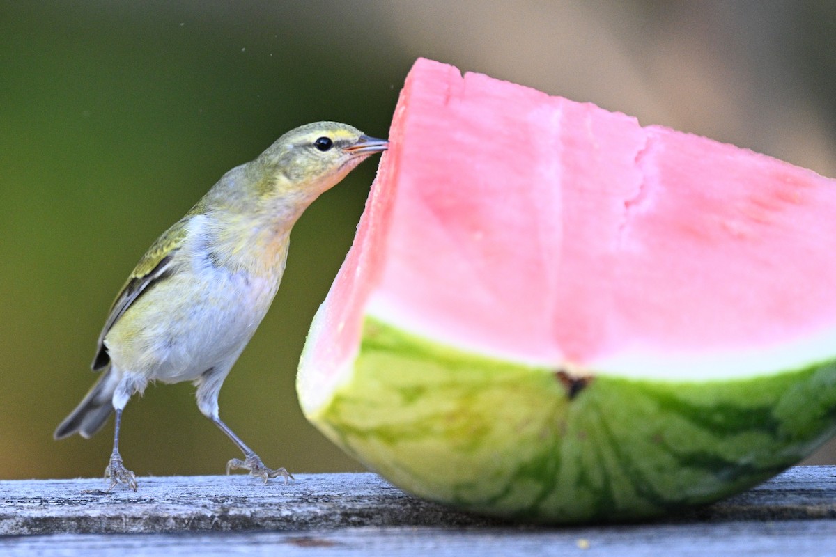 マミジロアメリカムシクイ - ML644835881