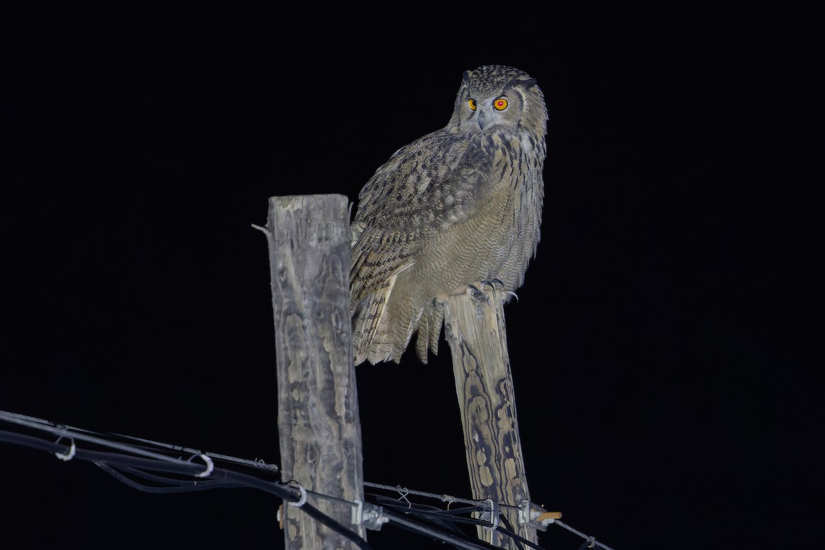 ワシミミズク - ML644835883