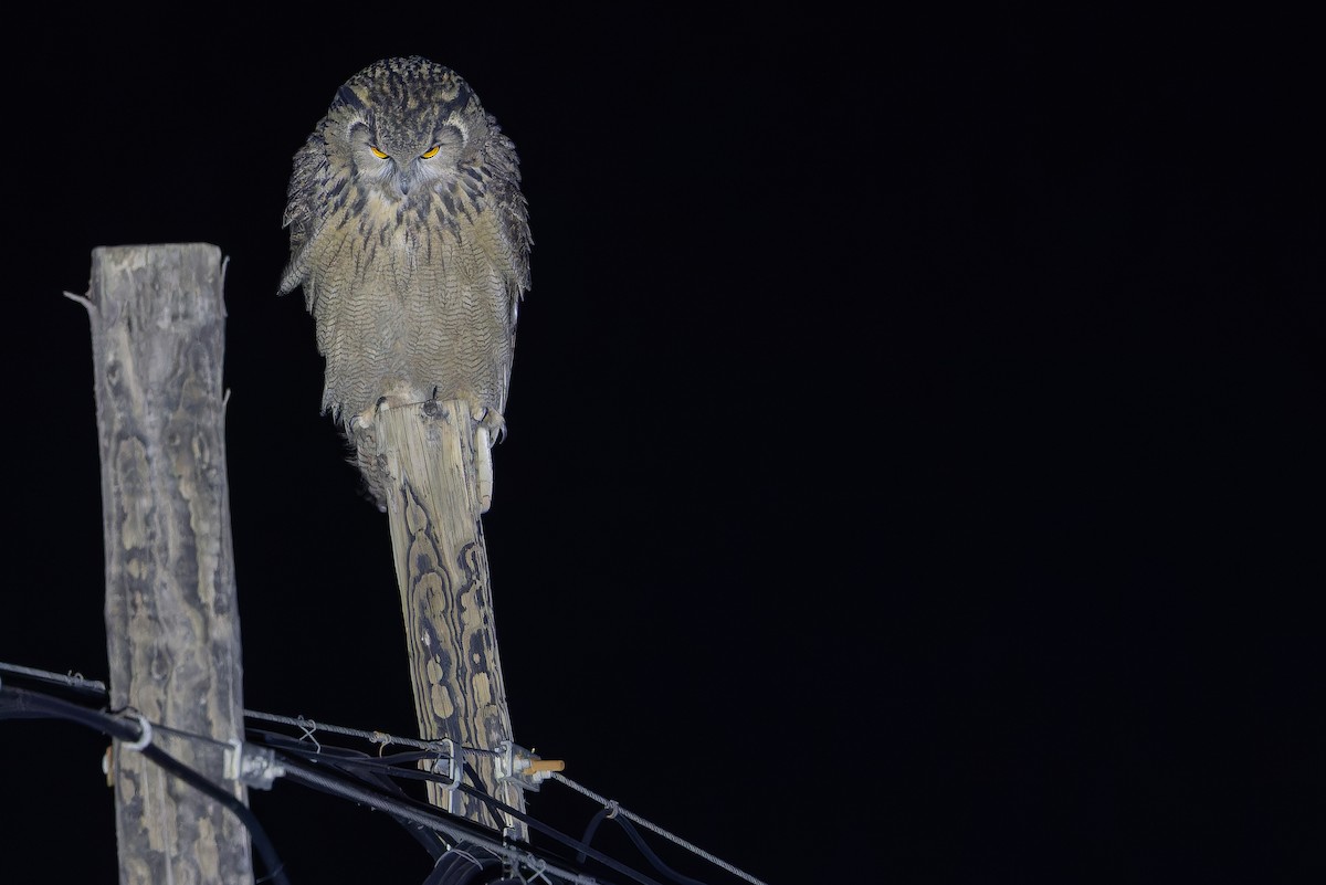 ワシミミズク - ML644835884