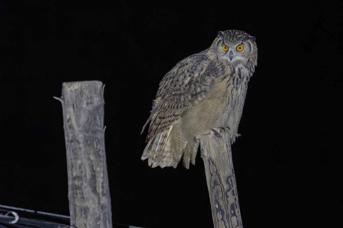 ワシミミズク - ML644835889