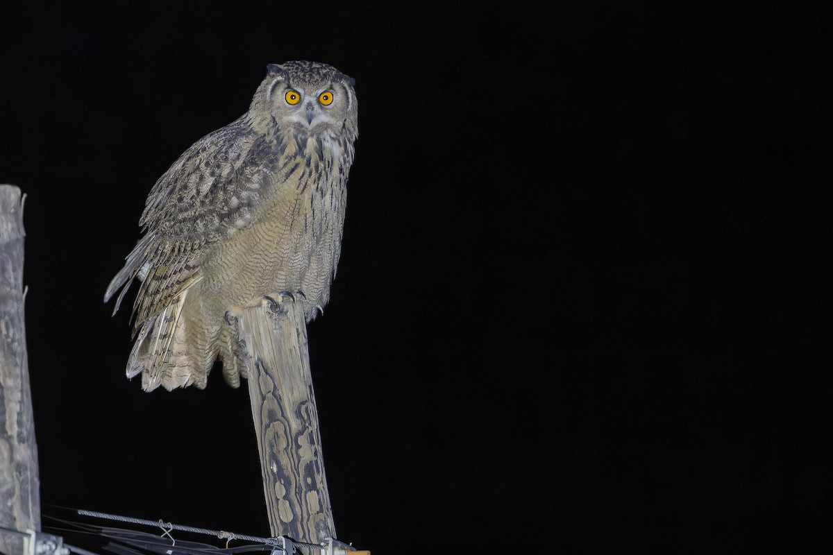 ワシミミズク - ML644835890