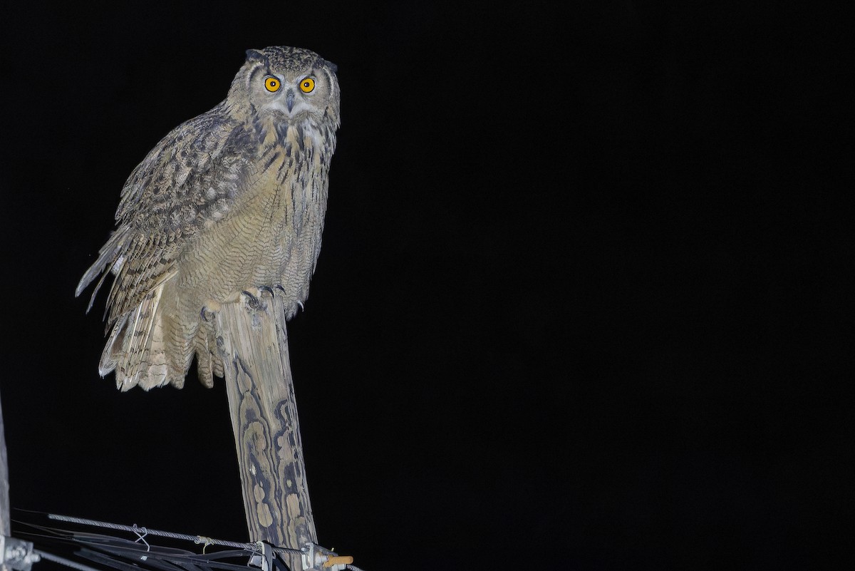 ワシミミズク - ML644835893