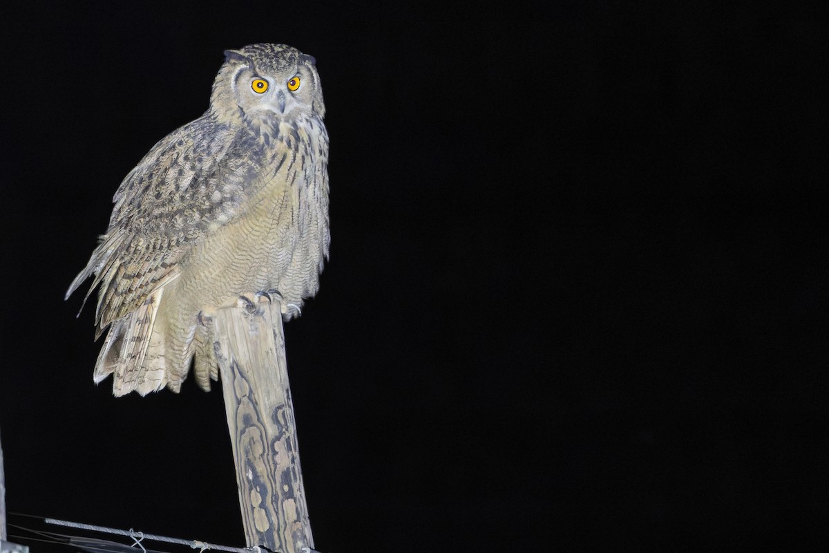 ワシミミズク - ML644835894