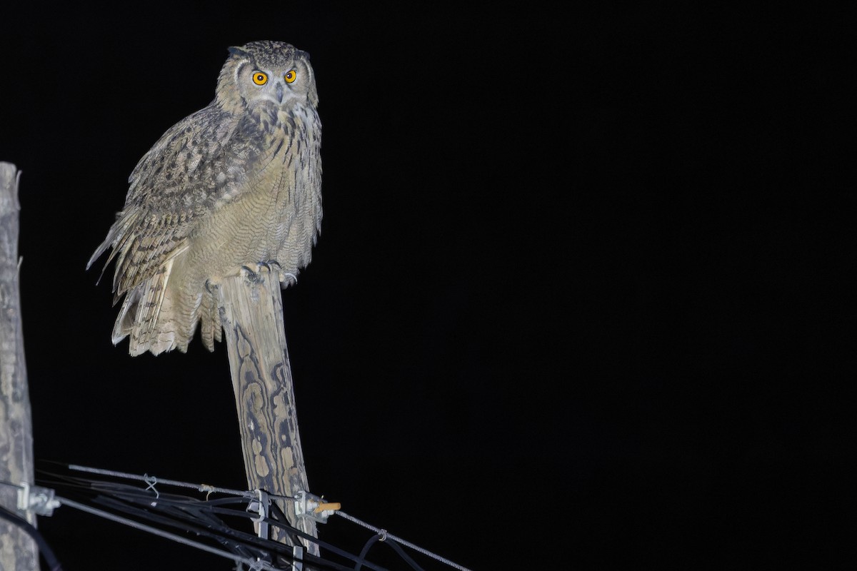 ワシミミズク - ML644835895