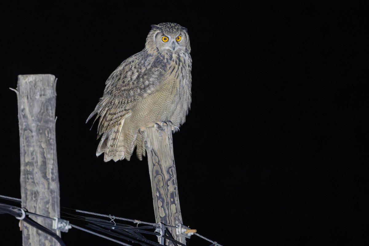 ワシミミズク - ML644835896