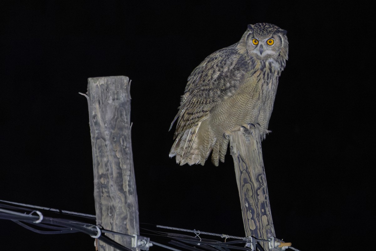 ワシミミズク - ML644835897