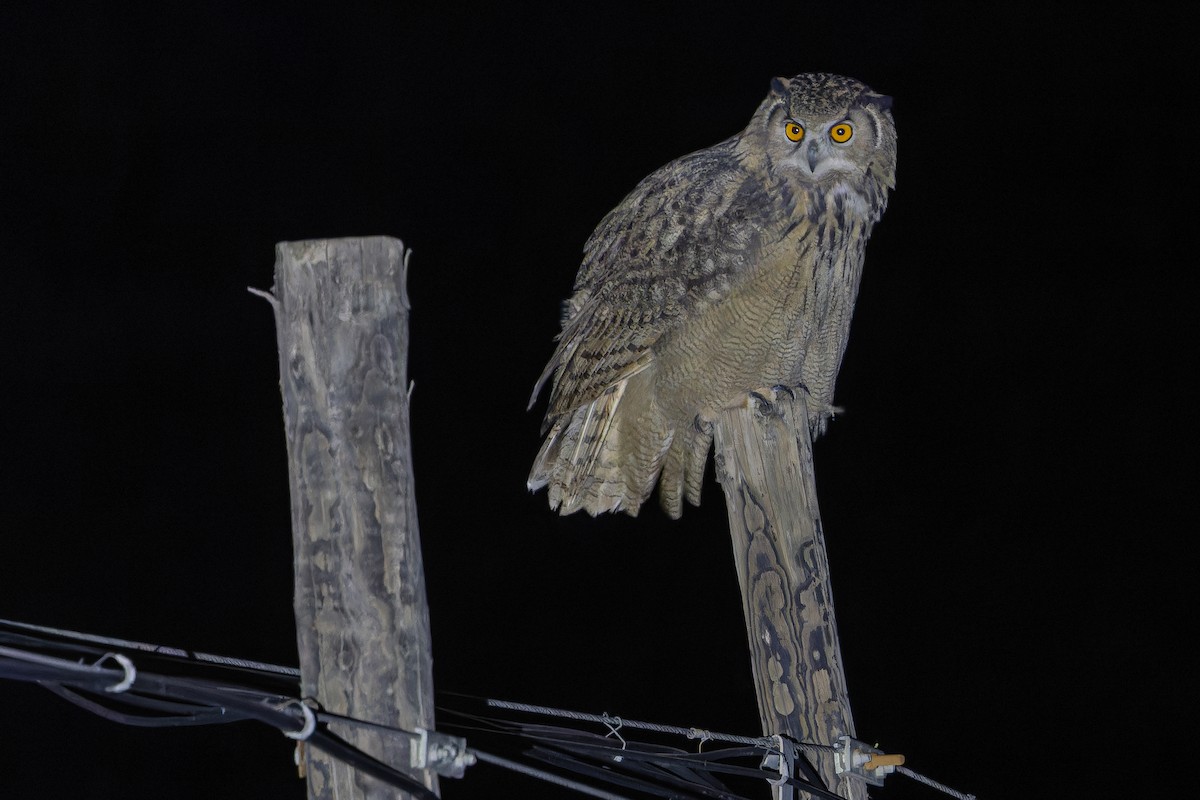 ワシミミズク - ML644835898