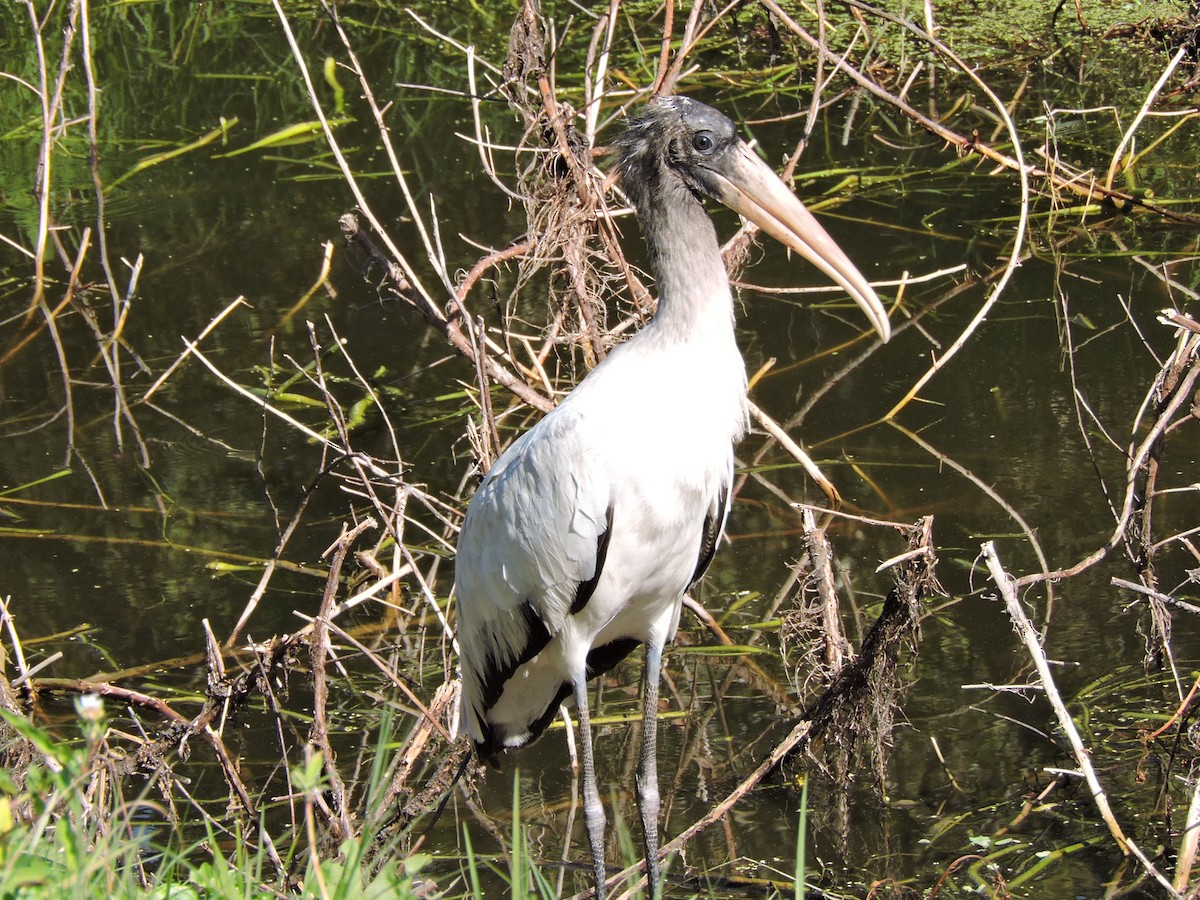 アメリカトキコウ - ML644835900