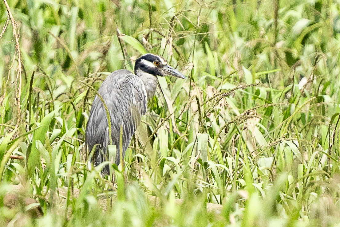 kvakoš žlutočelý - ML644835915