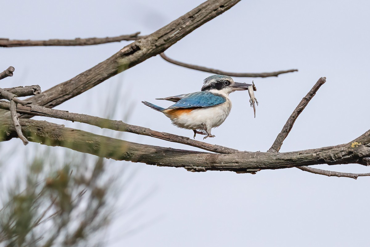 コシアカショウビン - ML644835919