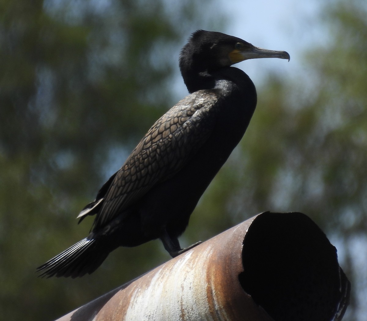 Cormorano - ML644835920