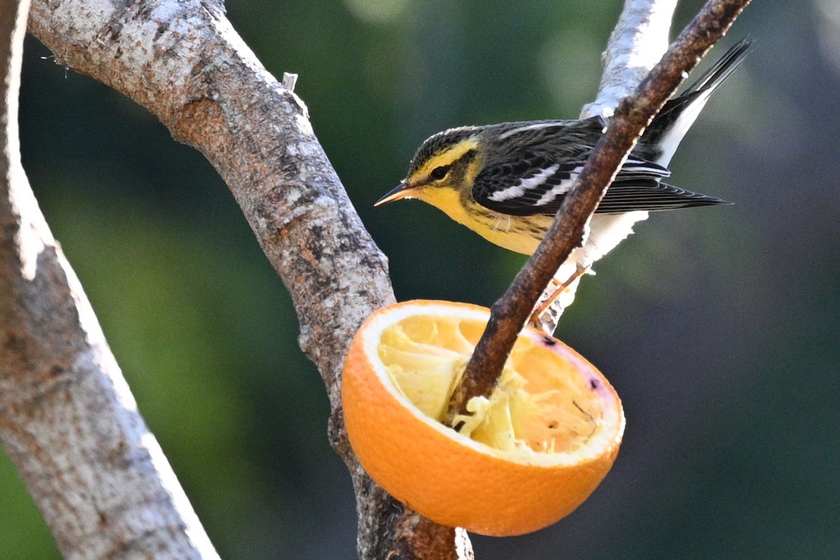 Blackburnian Warbler - ML644835923