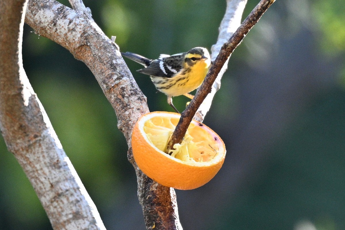 Blackburnian Warbler - ML644835924