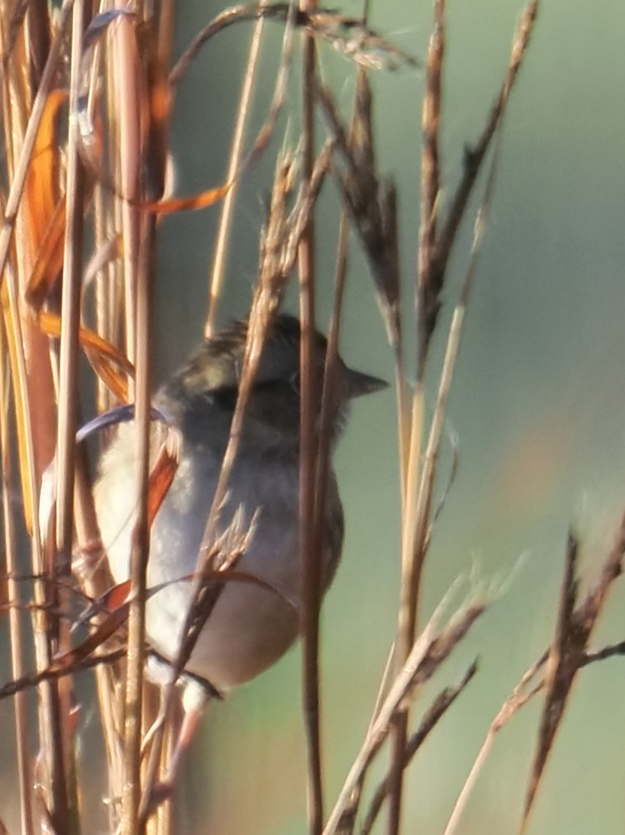 Bruant des marais - ML644835939