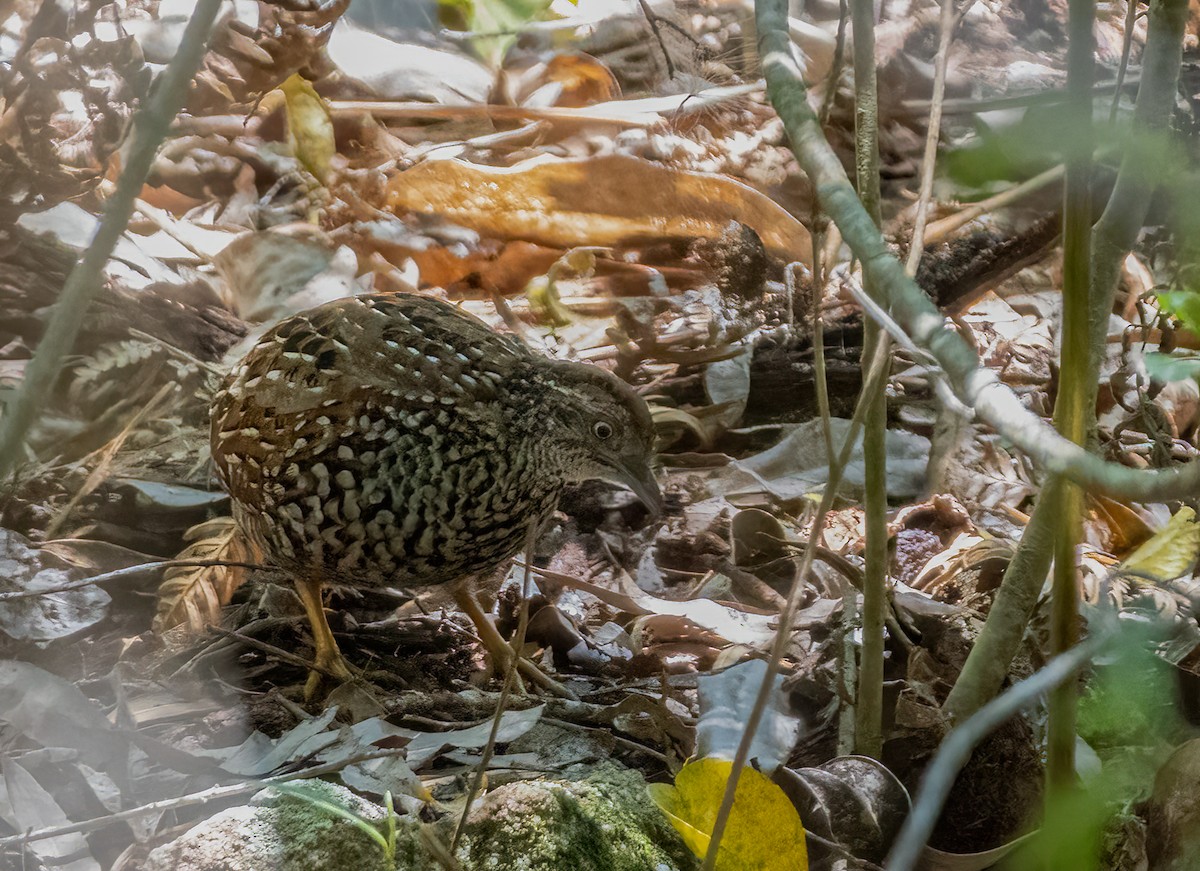 Black-breasted Buttonquail - ML644835940