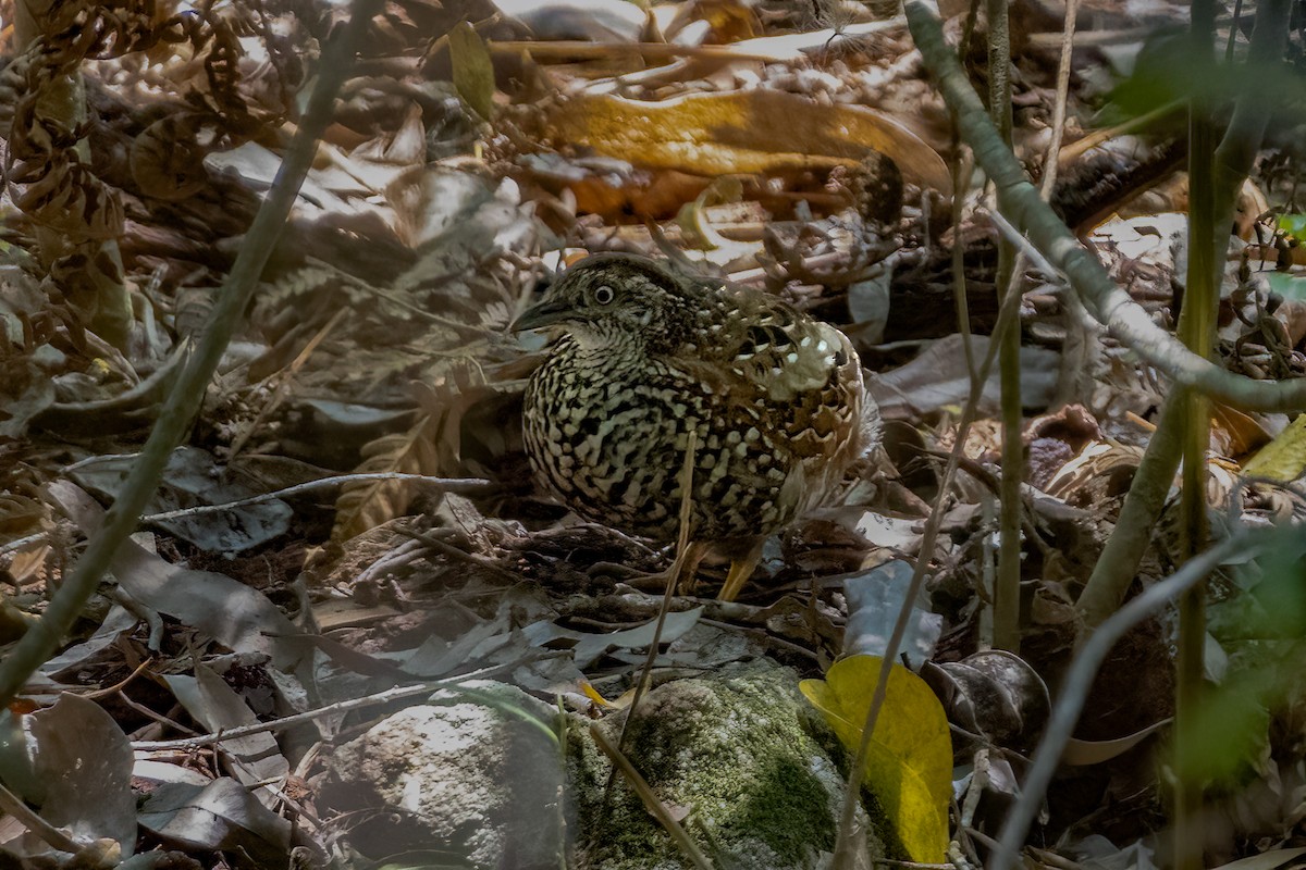 Black-breasted Buttonquail - ML644835941
