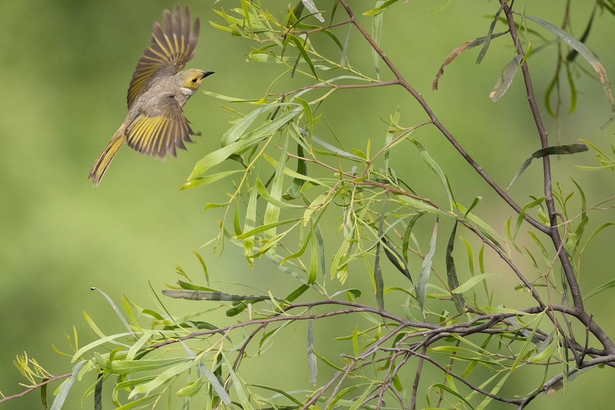 White-plumed Honeyeater - ML644835943
