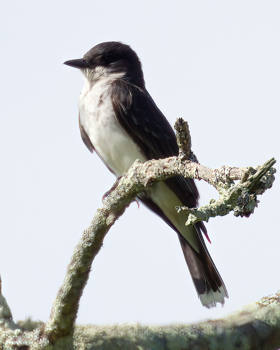 オウサマタイランチョウ - ML644835948