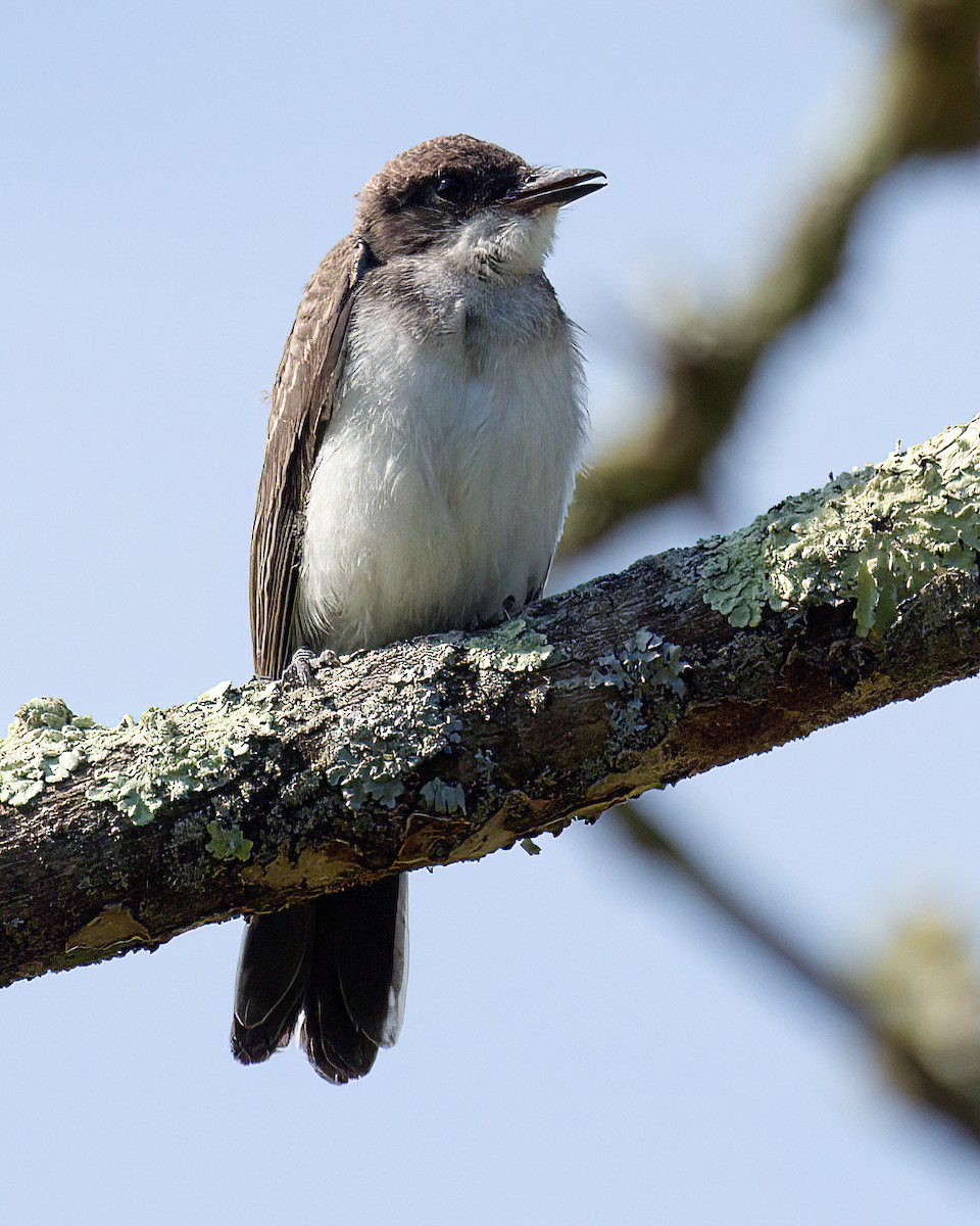 オウサマタイランチョウ - ML644835958