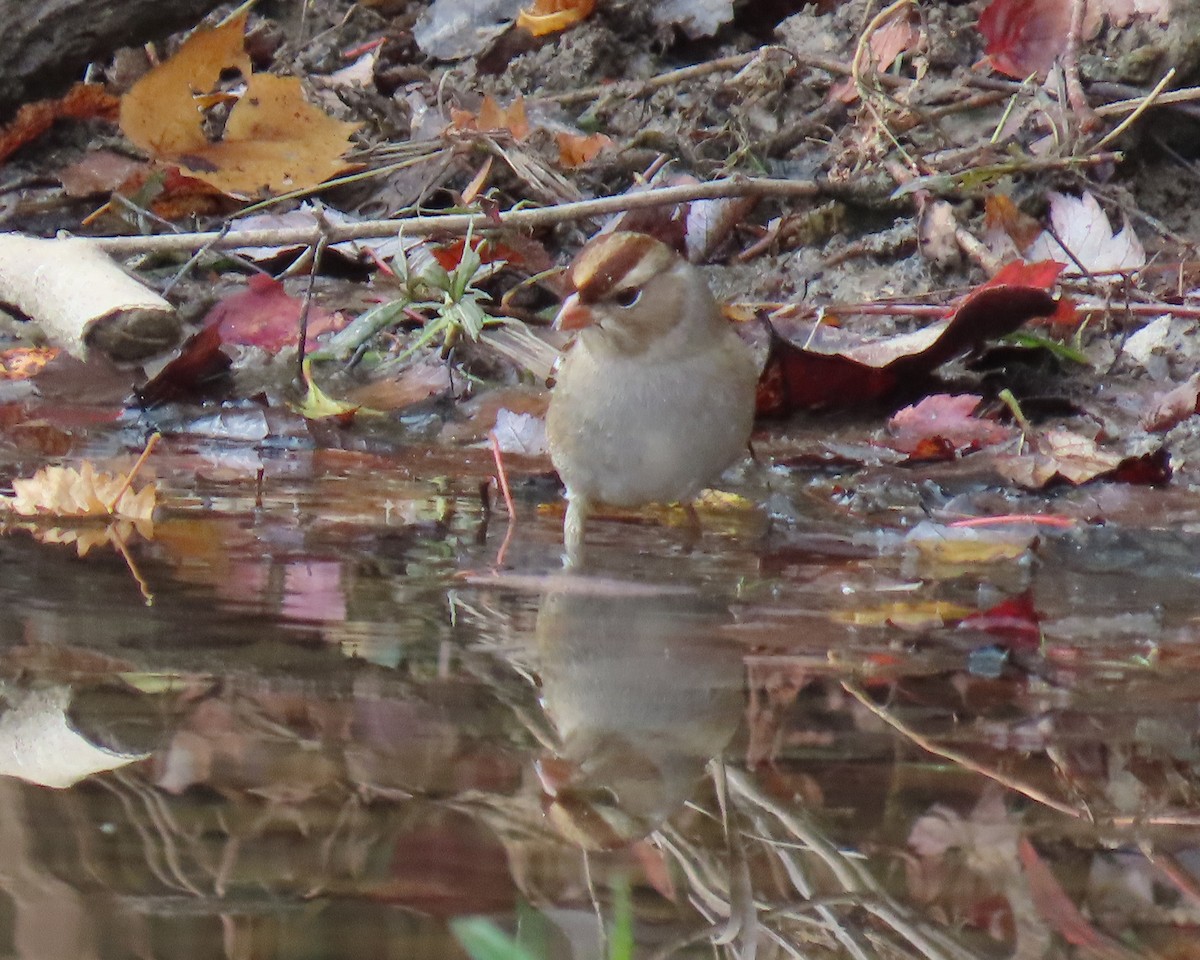 Bruant à couronne blanche - ML644835965