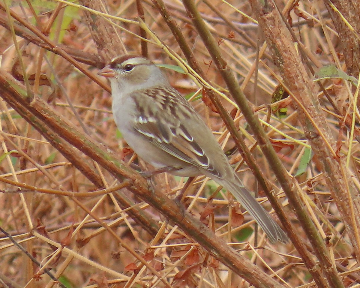 Bruant à couronne blanche - ML644835966
