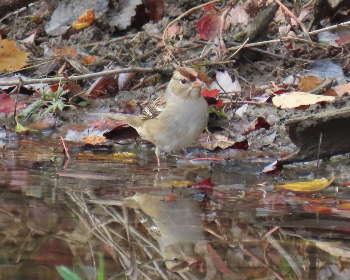 Bruant à couronne blanche - ML644835967
