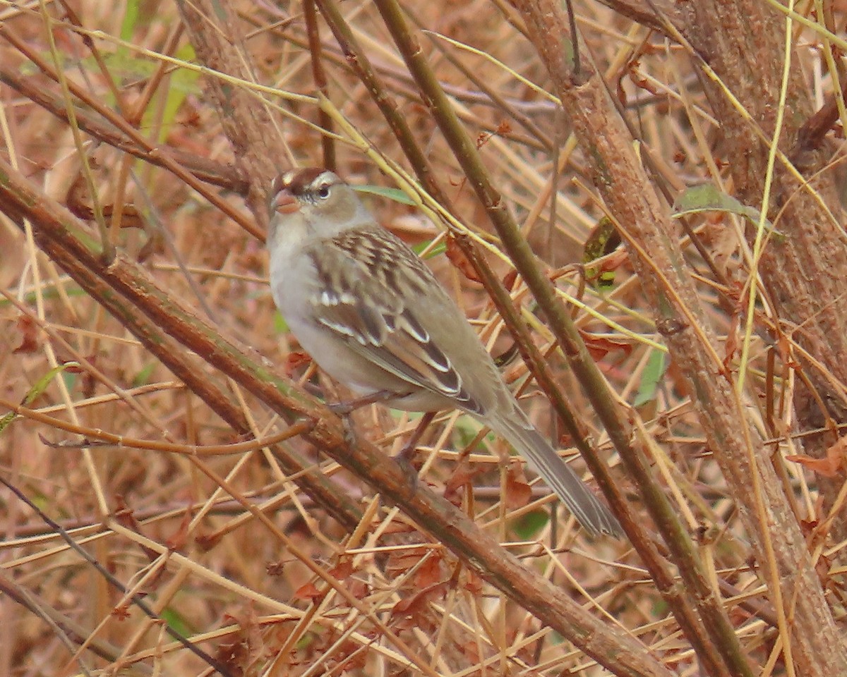 Bruant à couronne blanche - ML644835968
