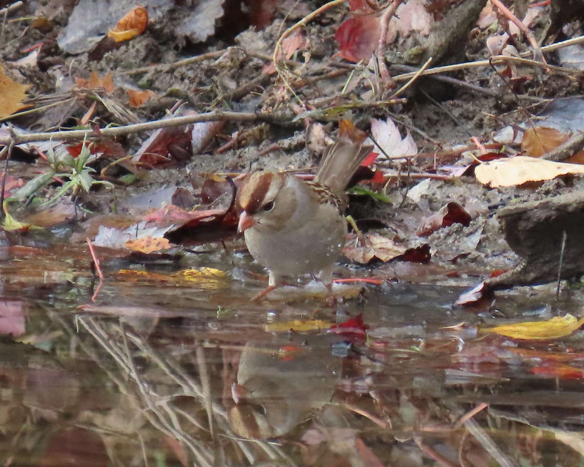 Bruant à couronne blanche - ML644835970