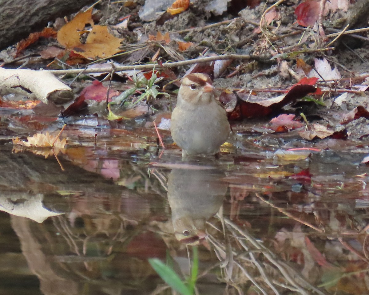 Bruant à couronne blanche - ML644835972