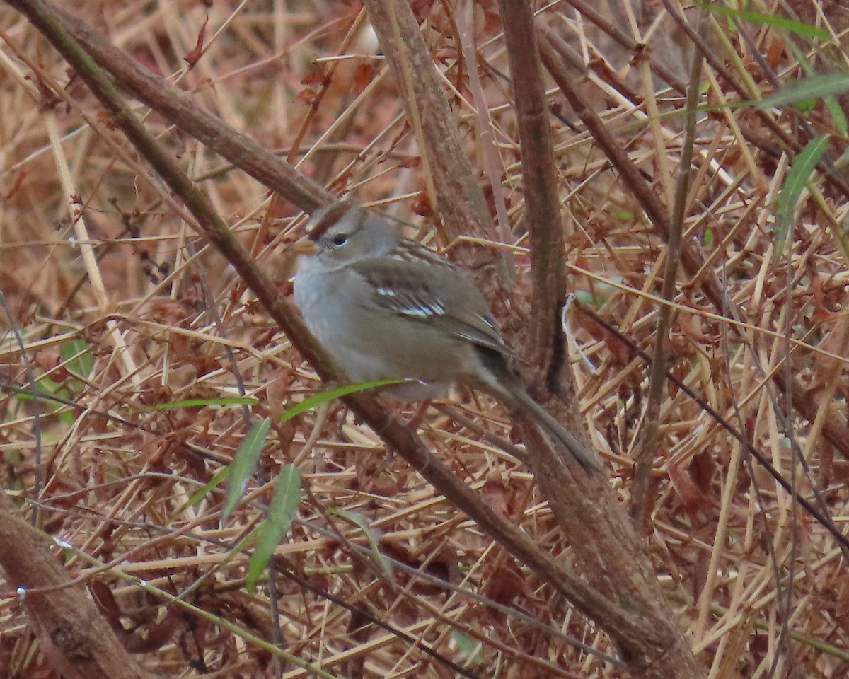 Bruant à couronne blanche - ML644835973