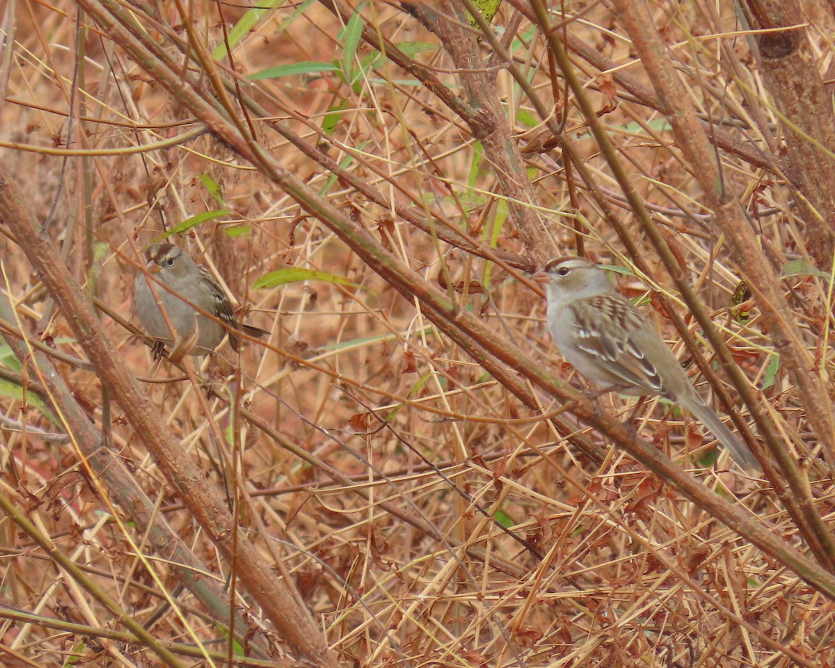 Bruant à couronne blanche - ML644835974
