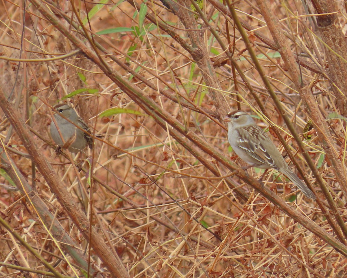 Bruant à couronne blanche - ML644835975