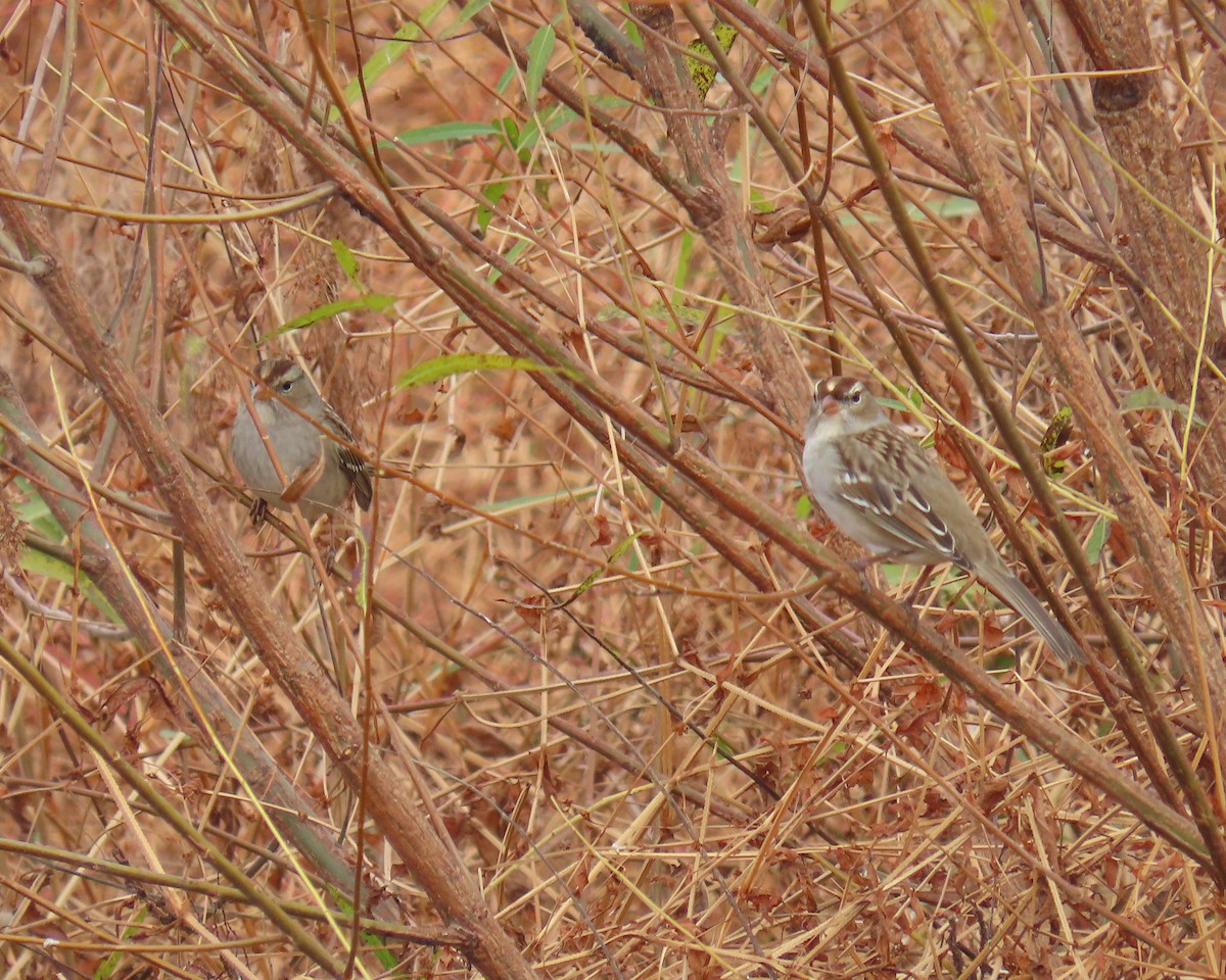 Bruant à couronne blanche - ML644835976