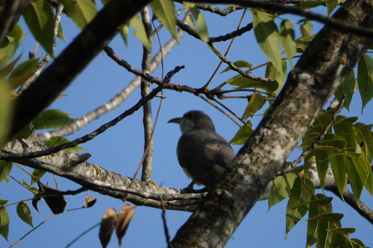 Желтоклювая пиайя - ML644835977