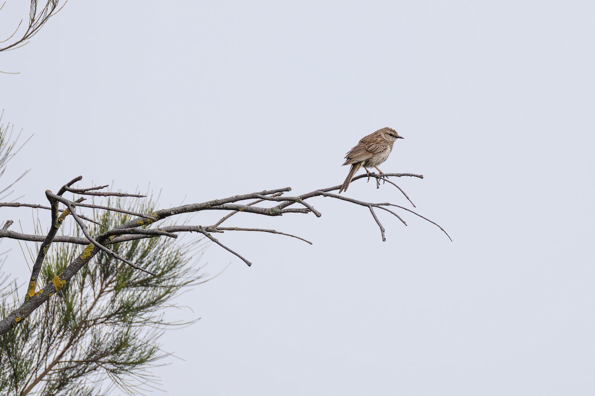 Rostbürzel-Buschsänger - ML644836002