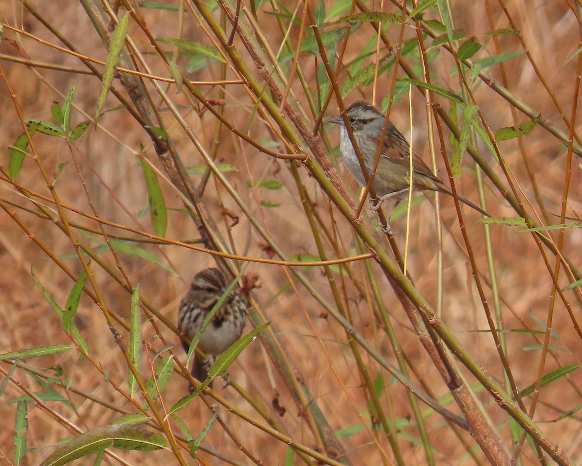 Bruant des marais - ML644836003