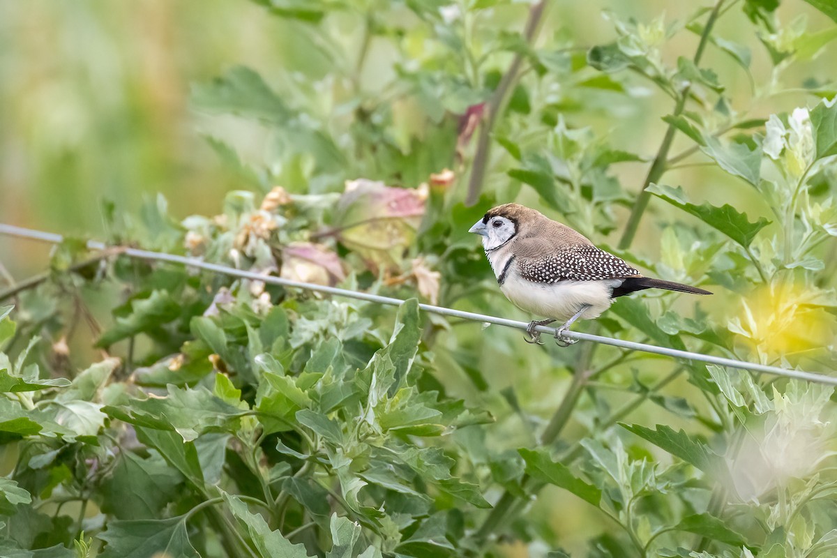 Ringelamadine - ML644836022