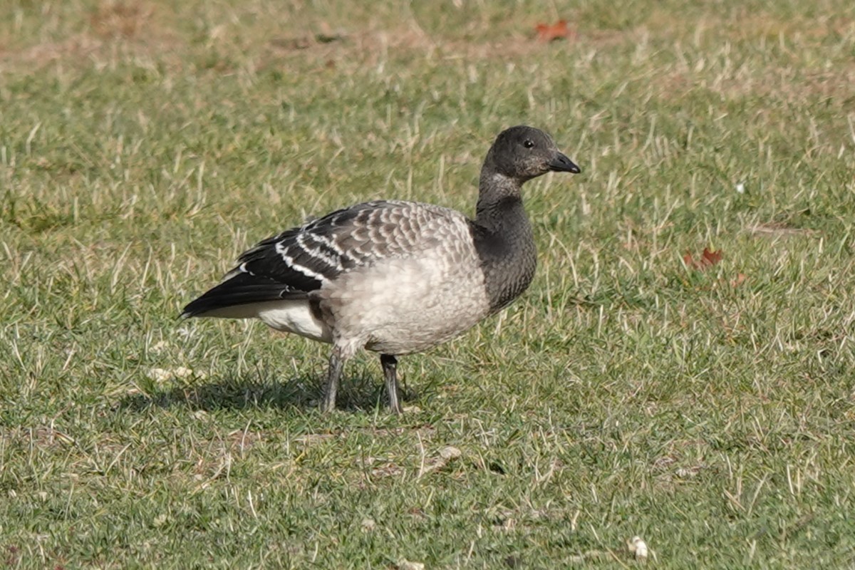Brant - ML644836029