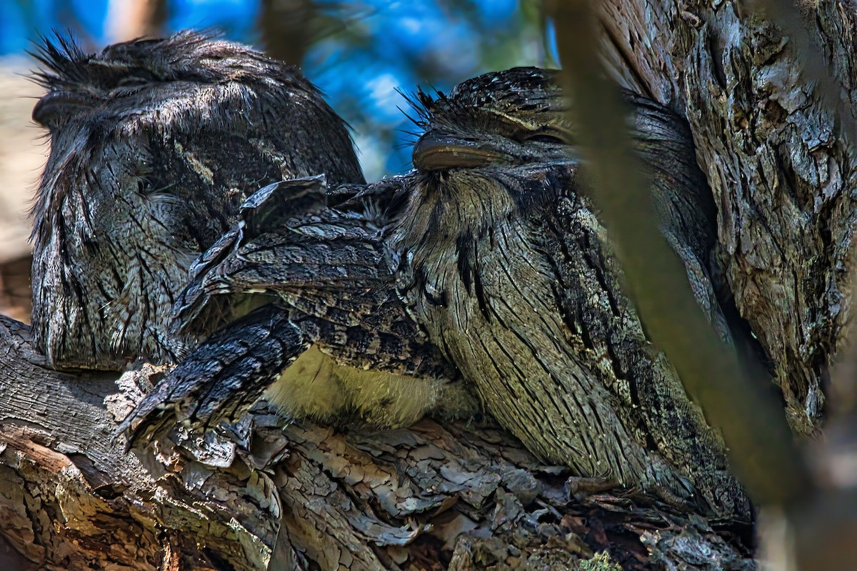 Tawny Frogmouth - ML644836030