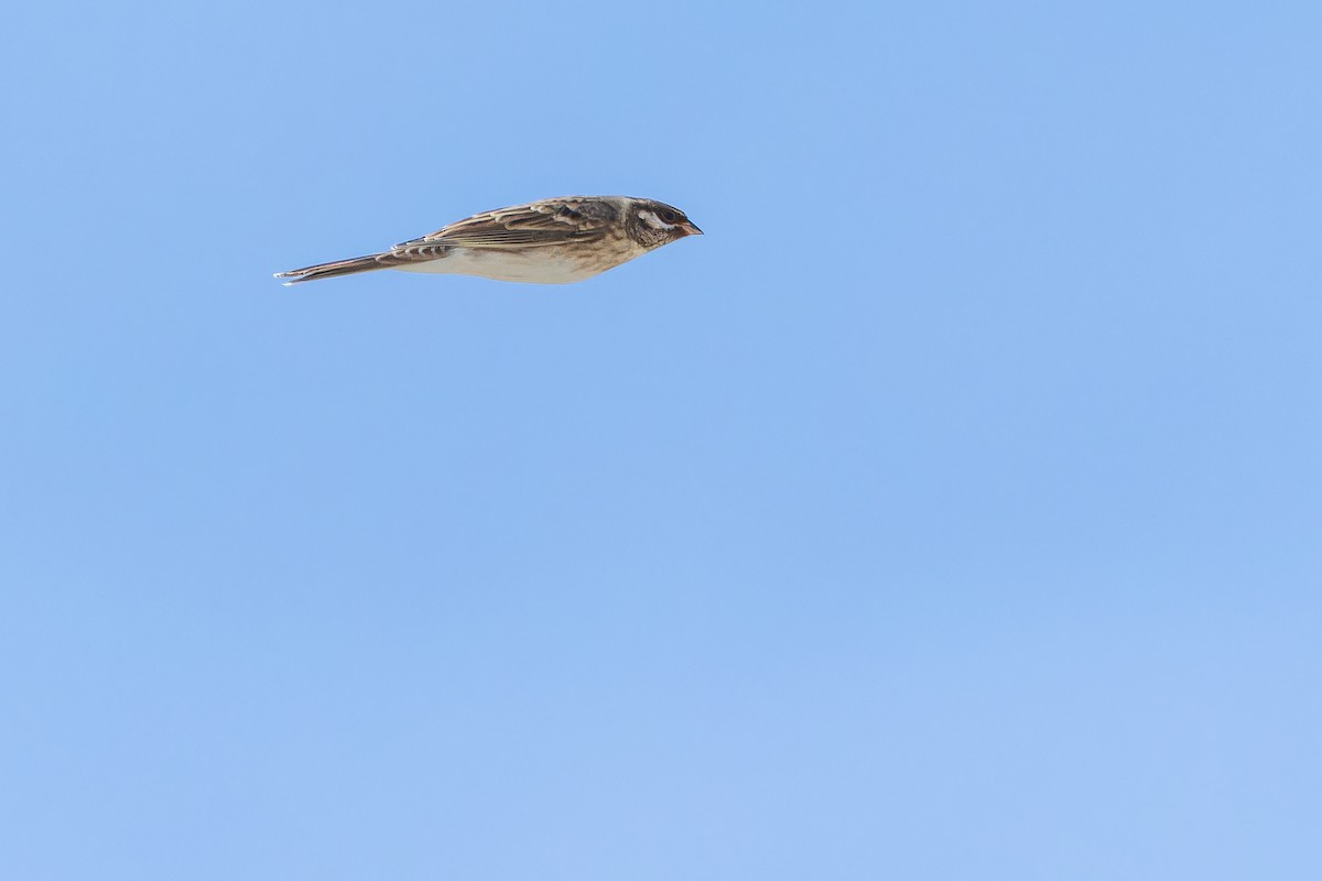 Pine Bunting - ML644836033