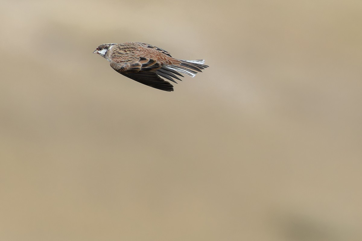 Pine Bunting - ML644836034