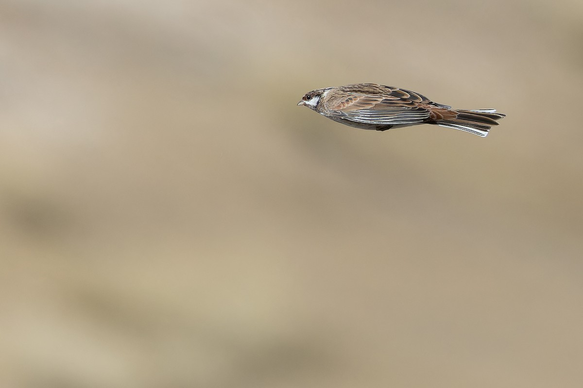 Pine Bunting - ML644836037