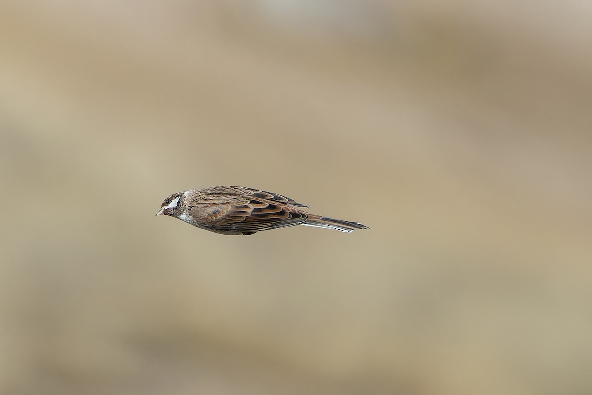 Pine Bunting - ML644836038